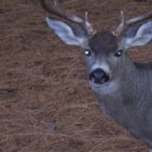 Meet your Posher, Arthur